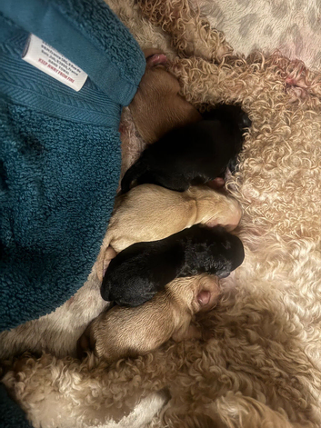 F1b cockapoo