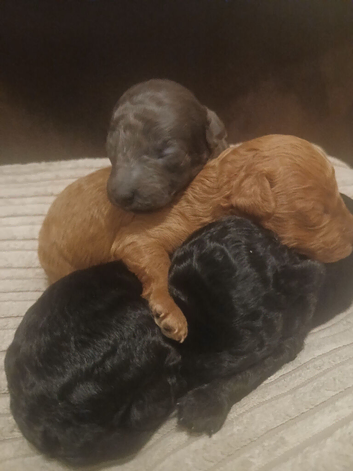 Beautiful toy poodle puppies for sale