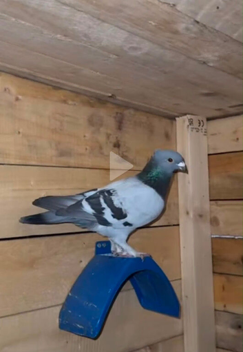 Lost a pigeon