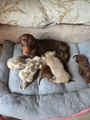 Dachshund Puppies for Sale