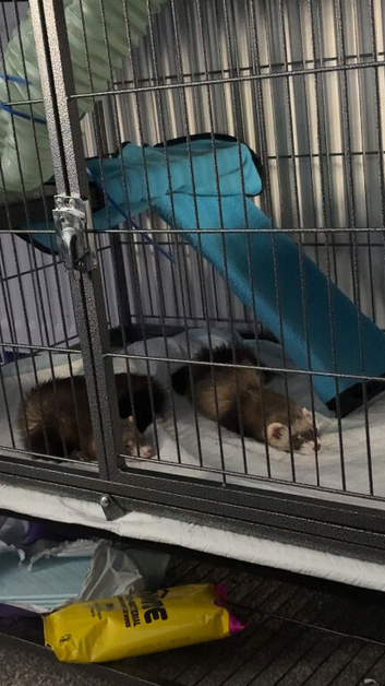 Rehoming two sweet girls