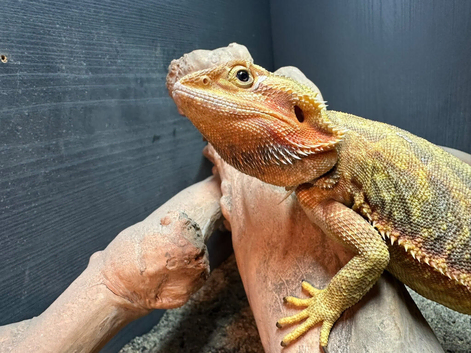 Female bearded dragon Ready to breed