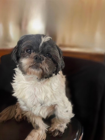 Beautiful male Shih Tzu.