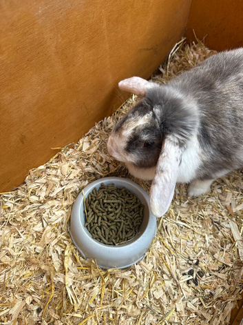 Rabbit