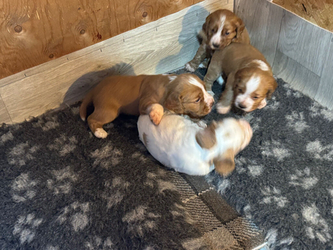 Beautiful golden boy's Cocka Spainals