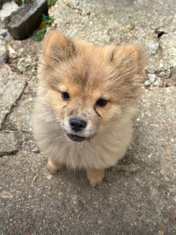 Micro chow...Marvelous mickey