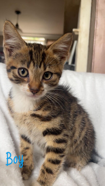 Kittens looking for special homes