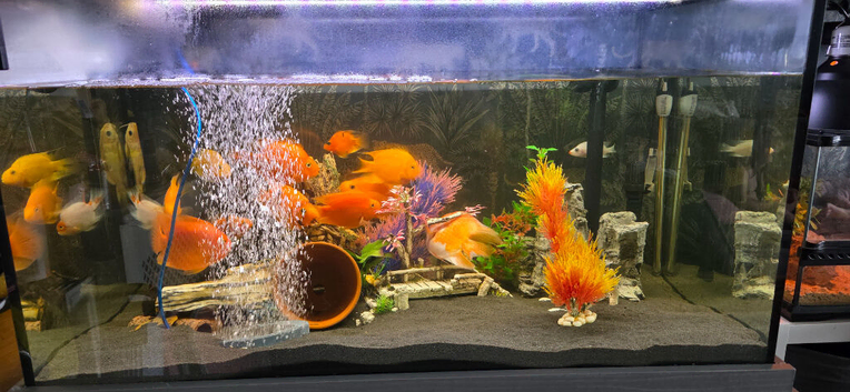 Blood parrot cichlids
