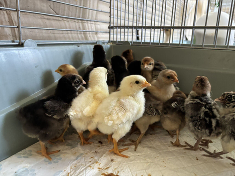 Day old chicks