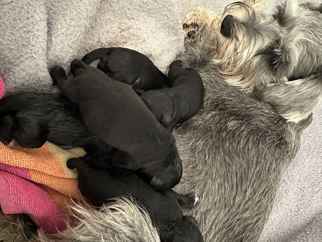 Kc registered Miniature Schnauzer pups Boys