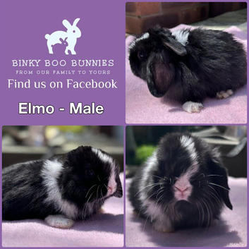 Baby Mini Lop Bunnies - Reserve now - Homes 10/06