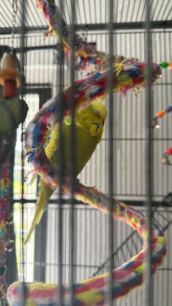 Loving Budgies looking for forever home