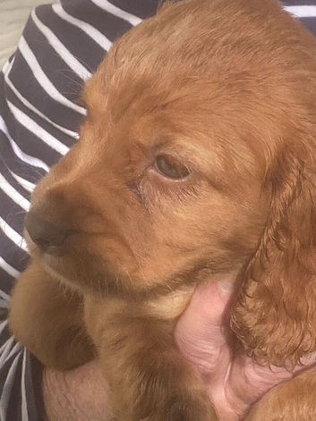 Excellent Cocker Spaniel Puppies
