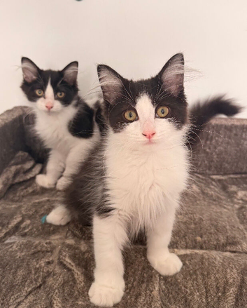 Siberian kittens fully vaccinated and microchipped!
