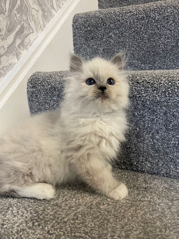 Pedigree Maine Coon x Pedigree Ragdoll Kittens Ready For New Homes