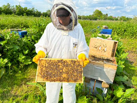Honey bees nuc nucleus,bee colony,national hive,WBC, 14x12,langstroth,beehive,Flowhive, matted queen