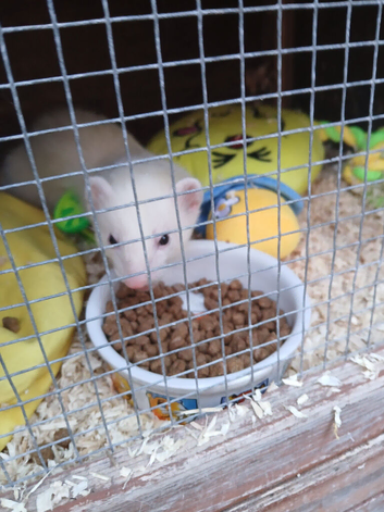 2 year old hob