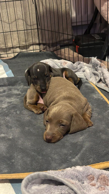 Miniature daschunds