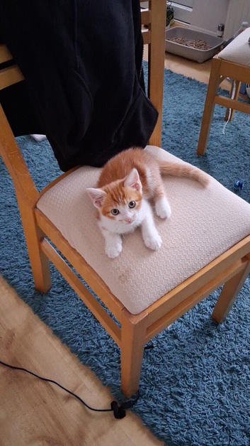 Beautiful Maine Coon Kitten For Sale