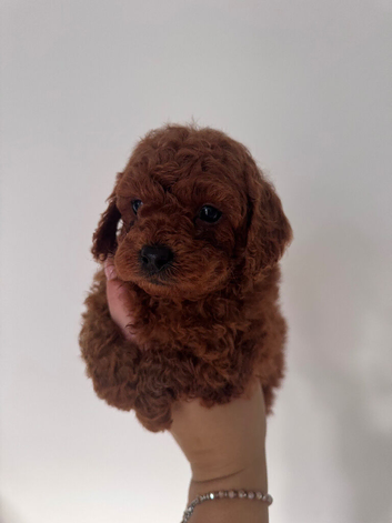 Red Cavapoos