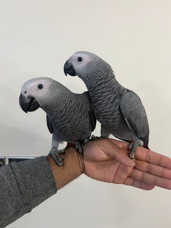 Ready Friendly Baby HandReared Super Tame Cuddly African Grey Parrot