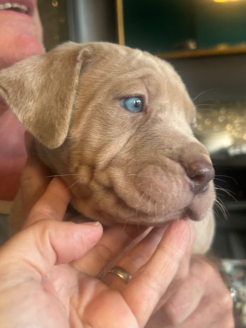 Last pup - male cane corso 10 weeks old