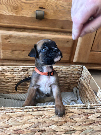 Stunning litter ready 16th June