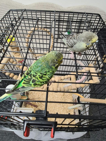 Green and Gray budgies for sale.