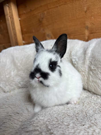Netherland x lionhead rabbits
