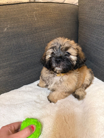 Shih Tzu x Cavapoo puppies in Swansea