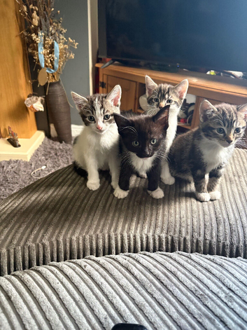 kittens ready to go