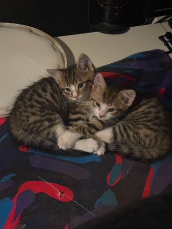 Mixed bengal