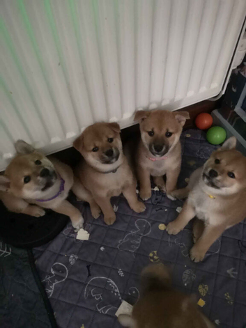 4 female Shiba puppies