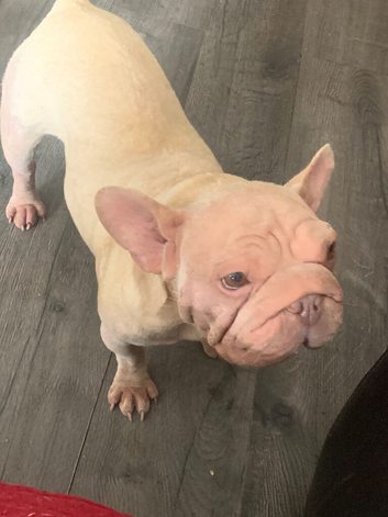 Velvet big rope french bulldog girl