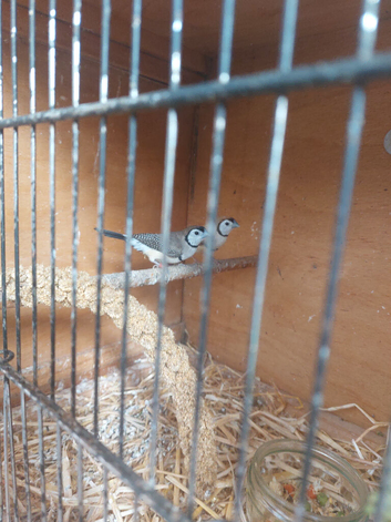A pair of owl finches and a male bangalore for sale all together &pound;120