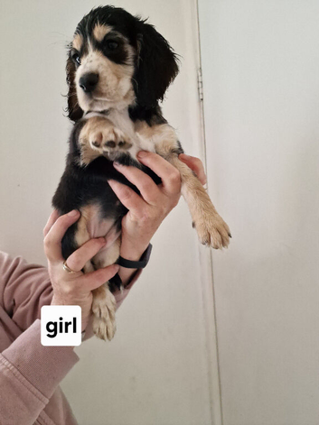 READY TO LEAVE NOW . cocker spaniel puppies