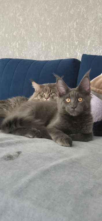 Big Maine Coon Boys Available