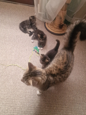 3 kittens for sale