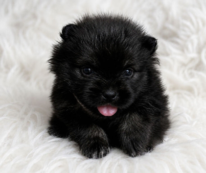 Sweet little quality Pomeranians