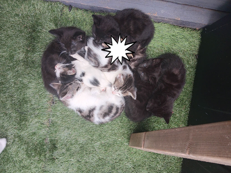 Ready now litter of 7 females
