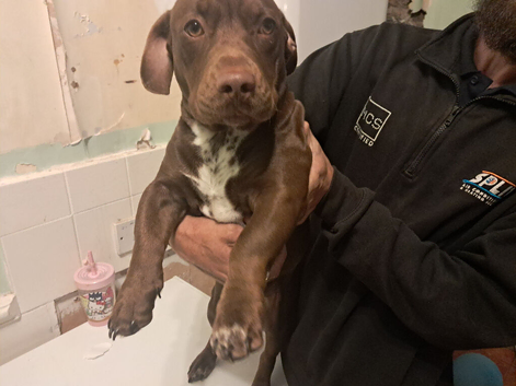 Dachshund x frenchie