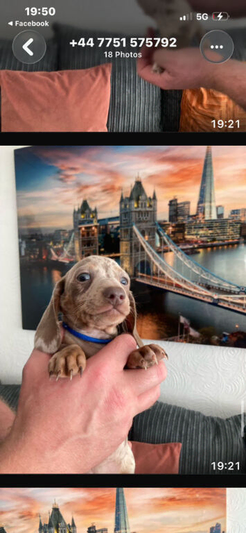 Miniature dachshund
