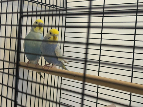 Rainbow budgies for sale