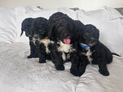 stunning f1 Sproodles Health tested dad