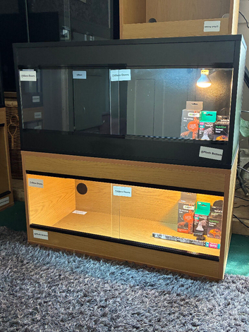 Leopard Gecko baby + Full setup kit