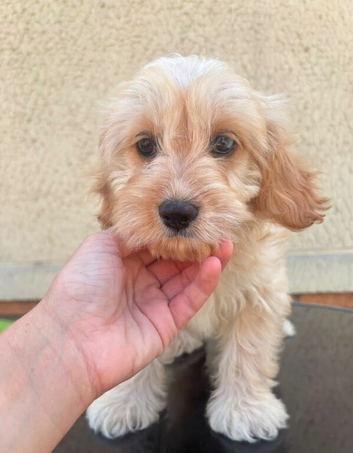 Last Cavapoo Girl