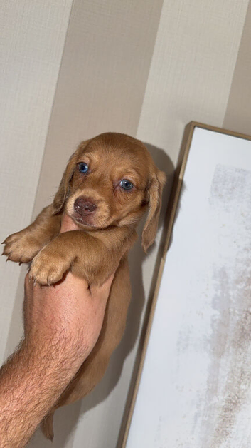 8 week old male puppy looking for his forever home