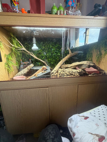 Bearded dragon with set up