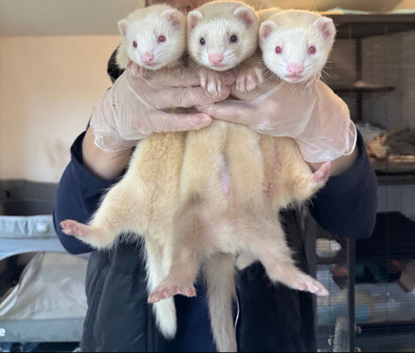 8-week Ferret Kits For Sale