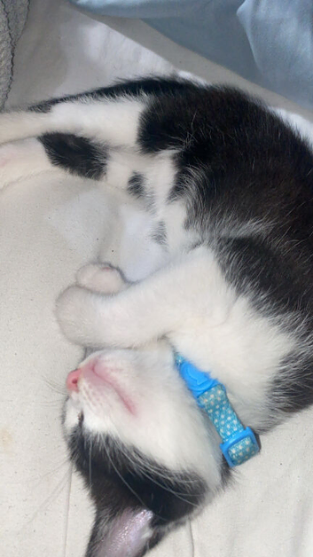 Kitten for sale